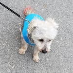 Milo Mason - @milokyng - Instagram