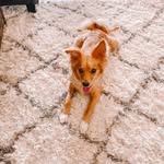 Milo Mason 🐾 - @milothemischiefmix - Instagram