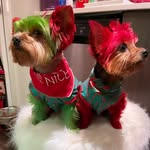 Milo Mason💙🐕& Macy Mariah💕🐕 - @itsmiloandmacy - Instagram