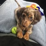Milo Mason Mattison - @milomasonmattison22 - Instagram