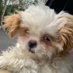 Milo - @milo_mason_doggy - Instagram