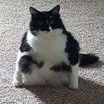 Milo - @milo_mason_the_cat - Instagram