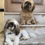 Milo&Mason ASMR - @milomasonshihtzu - Instagram