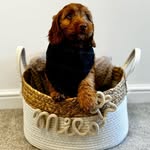 The Adventures of Milo the Cockapoo 🐾 - @_milomason - Instagram