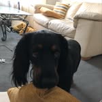 Milo Mclaughlin - @milo_the_cocker_spanual - Instagram