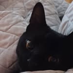 Milo Mclaughlin - @milo_theblackcat52423 - Instagram