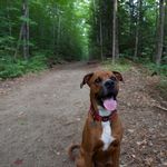 Milo Menard🐶 - @official_milotheboxer - Instagram