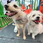 Milo & Momo Molina - @milo.molina.official - Instagram