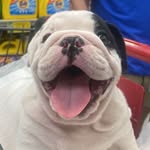 Milo Molina - @milothebulldog._ - Instagram