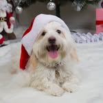 milo - @milo_morabba - Instagram