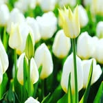 milo mora - @milomora18 - Instagram