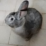 Milo, Mora, Sasha y Benito 🐰💓 - @milo_mora_sasha_benito - Instagram