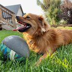 Milo Nelson 🐾 - @milo_nelson_ - Instagram