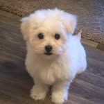 Milo Norton - @milo.norton2 - Instagram