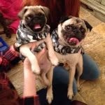 Joejoe - @milo_ottis_the_pugs - Instagram
