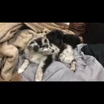 Milo & Ottis - @miloandottis - Instagram