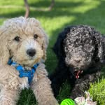 Milo & Ottis - @milo_ottis_labradoodles - Instagram