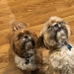 Milo & Otto - @milo.otto - Instagram
