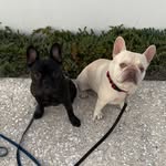 Milo and otto! - @milo_otto_thefrenchies - Instagram