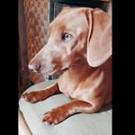 milo otto - @milo_otto07 - Instagram