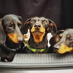 Milo, Otto & Konrad - @dachshunds_milo_otto_konrad - Instagram