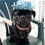 Milo&Ottis - @milopug16_ottisfrenchie19 - Instagram