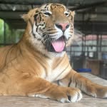 milo - @milo.pacheco_ - Instagram