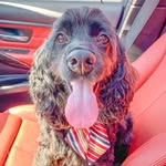 Milo Pacheco - @milo.vs.milo - Instagram