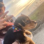 𝑴𝒊𝒍𝒐 𝑷𝒂𝒄𝒉𝒆𝒄𝒐 𝑺𝒐𝒕𝒐 🐶 - @milito.gucci - Instagram