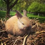 Lynn's Hasis - @milo_paulchen - Instagram