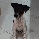 Milo, Fox Paulistinha - @milo.paulistinha - Instagram
