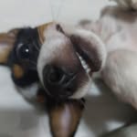 Milo Henrique - @milopaulistinha - Instagram