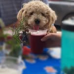 Milo Paul - @themilopaul - Instagram
