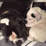 Milo&Paul - @milopaul2015 - Instagram