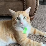 Milo - @milo._pierce - Instagram