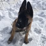 Milo Pierce - @milothegermanakita - Instagram