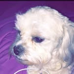 Milo The Dog - @milo_pierce_hamm - Instagram