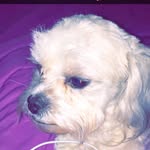 The Milo Pierce Hamm - @milo.pierce.hamm - Instagram