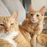 Milo & Pope - @tales_of_m.m - Instagram