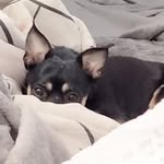 Milo a.k.a Popé - @milo.thedarkone - Instagram