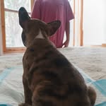 Milo_PopeyeFrenchie - @milo_popeyefrenchie - Instagram