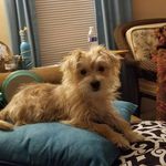 Milo Ramsey - @milo.the.mighty.morkie - Instagram