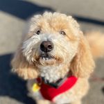 Milo Ramsey - @milo_thepoochon_ - Instagram