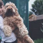 Milo Ryan - @milo.thecockapoo - Instagram