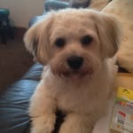 Milo Ryan - @_milo_the_cavachon - Instagram