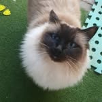 Milo Ryan - @milotheprince2018 - Instagram