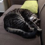 Milo Ryan - Facebook