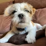 Milo Ryan - @mydogmilo2023 - Instagram