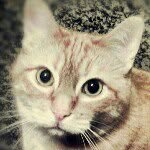 Milo Ryan - @milo_ryan008 - Instagram
