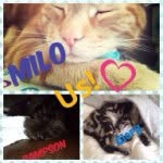 😸Milo😸 🐱Glory🐱 🐕Sampson🐕 - @miloglorysampson - Instagram